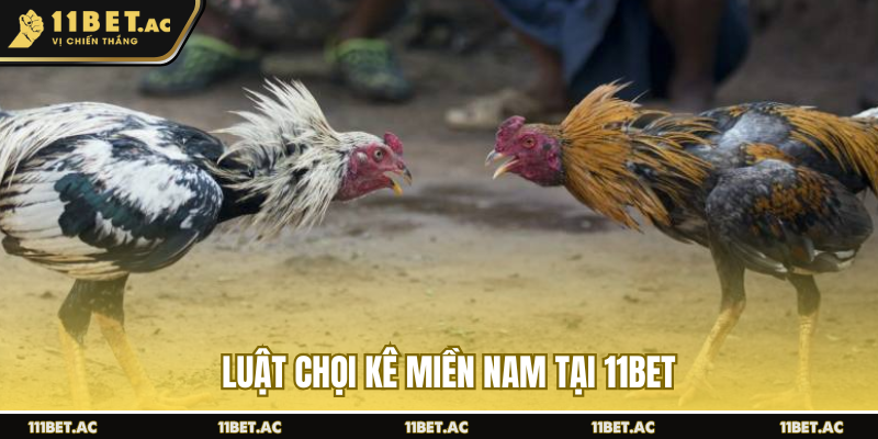 Luật chọi kê miền Nam tại 11BET