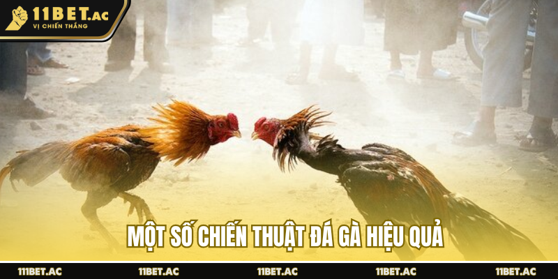 Một số chiến thuật đá gà hiệu quả